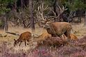 03 Hoge Veluwe, edelherten
